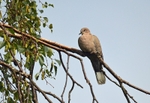 Collared Dove