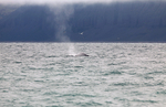 Blue Whale breaching