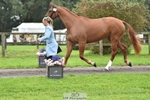 043-OTTENTIK.NOBILITY-Dani.Evans-TrotUp portfolio