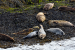 Seals on Loch Linnhe - DSC_9129_00077
