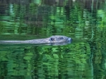 Eurasian Beaver