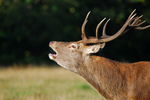 Red Deer