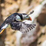 Puffin in Flight, Great Saltee Island