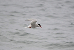 Arctic Tern