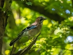 Jay