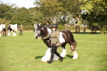 S55 - Traditional Cob In Hand portfolio