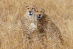 Cheetah brothers