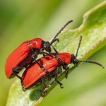 Scarlet lily beetle (Lilioceris lilii)