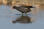 Moorhen portfolio