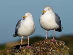 Herring Gulls