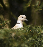 Collared Dove