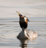Great Crested Grebe