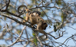 Mother howler monkey and her cub