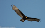 Greater yellow headed vulture