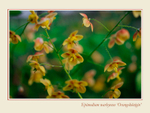 Epimedium warleyense 'Orangekönigin'