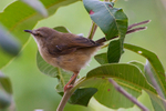 Tawny-flanked Prinia portfolio