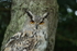 Eurasian Eagle Owl by Mike Graystone 2
