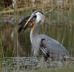 Great Blue Heron _0039