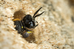 Crabro cribrarius (m)