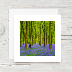 Bluebell Wood