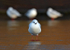 Black backed gull