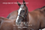 JAC_5891