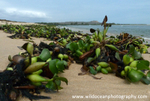 ANG020: Water hyacinth
