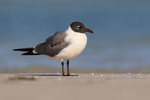 Laughing Gull (adult breeding), Fort De Soto Park, Florida