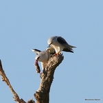 Black-winged Kite (Elanus caeruleus) ad