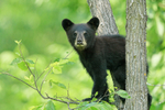 Black Bear cub looks out from tree, Minnesota, USA