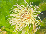 Anemonia viridis