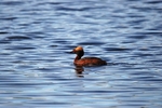 Slavonian Grebe