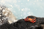 Sally Lightfoot Crab & sea spray, Isla Lobos, San Cristobal, Galapagos