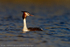 Great Crested Grebe (Podiceps cristatus)
