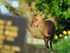 Reeves' Muntjac