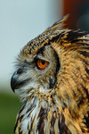 bengal Eagle owl bubo bengalensis-6876