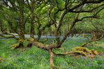 BLUEBELLS, ISLE OF MULL,SCOTLAND