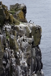 Fife_Isle of May 0001