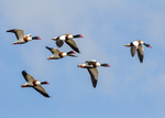 Shelduck 2