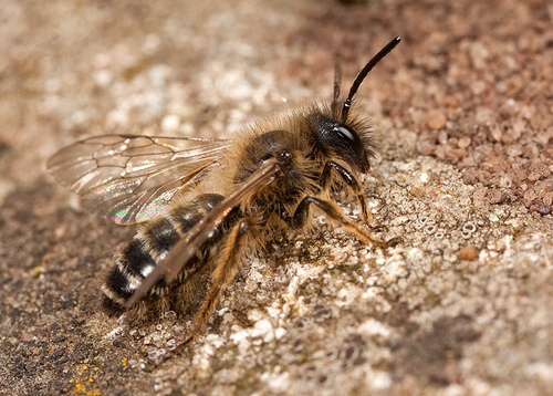 [i]Andrena flavipes[/i] male. Cubbington churchyard, Warwickshire, March 2012.