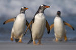 Gentoo Penguin