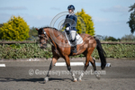 Dressage_29-09-2018-3