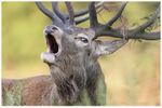 Bellowing Stag 