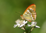 Silver-Washed Fritillary