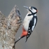 Great Spotted Woodpecker