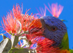 Lorikeet Tongue 5