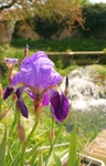 Iris1030