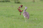 Birds of Africa portfolio