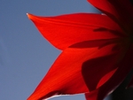 Tulip Shadows