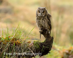 wow woodland walk-46